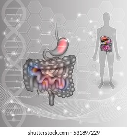 Sistema digestivo abstrato de fundo científico. Estômago, intestino delgado e grosso, silhueta humana em um fundo científico abstrato de DNA