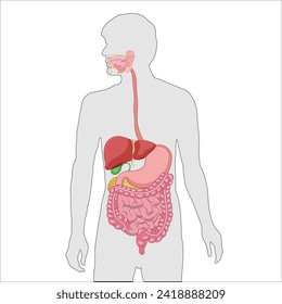 digestive system all organs vector form