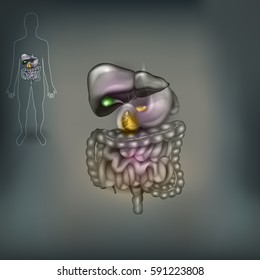 Digestive system anatomy abstract grey mesh background. Stomach, small and large intestine, liver, pancreas and gallbladder, human silhouette 