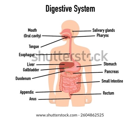 Digestive system anatomy, diagram. Human organs, mouth, salivary glands, pharynx, esophagus, stomach, small, large intestines, rectum and anus. Gray body, colored parts. Draw illustration. Vector

