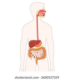 Digestive system. Anatomy of human gastrointestinal tract from Esophagus, Salivary glands and liver, to Stomach, Pancreas and Gallbladder, intestines and Duodenum. Medical diagram. Vector illustration