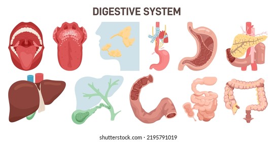 Digestive system anatomy. Human internal organs, corresponding stages of digestion . Mouth, esophagus, stomach and bowel. Flat vector illustration