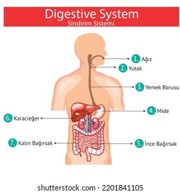 digestive system (biology lesson and images) Biyoloji Dersi, Sindirim Sistemi, Solunum Sistemi