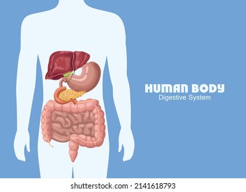 sistema digestivo en humanos corporales