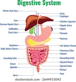 O sistema digestivo decompõe os alimentos absorve nutrientes e elimina o desperdício. Inclui os intestinos do estômago da boca e outros órgãos que trabalham em conjunto