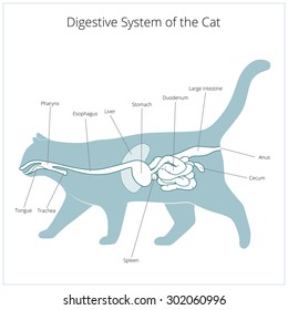 Digestive system of the cat vector illustration