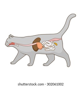 Digestive system of the cat vector illustration