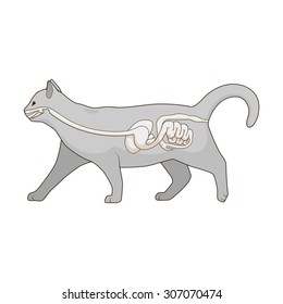 Digestive system of the cat vector illustration