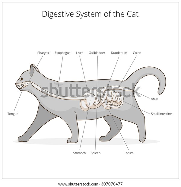 Digestive System Cat Vector Illustration Stock Vector (Royalty Free ...