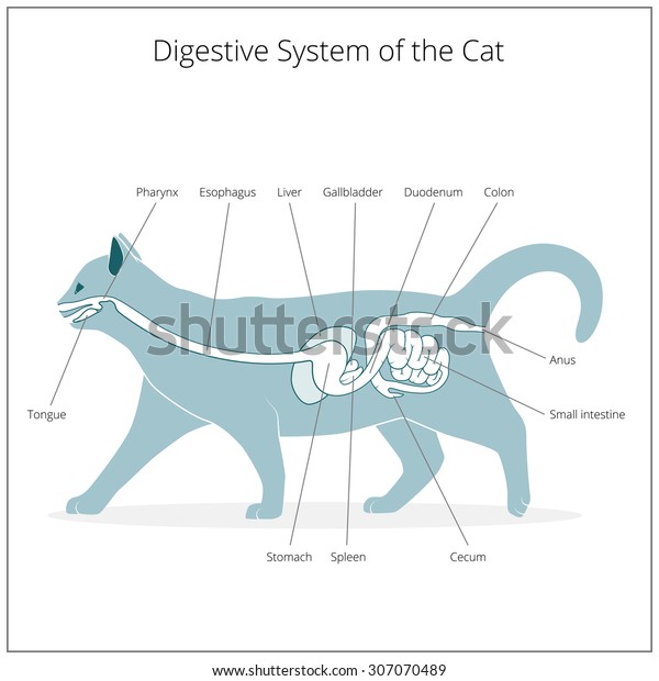 Digestive System Cat Vector Illustration Stock Vector (Royalty Free ...