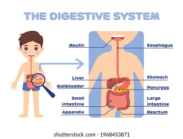 The digestive system of children with a description. The boy and the gastrointestinal tract. Isolated vector illustrations. Kids learning posters. Cartoon flat color style. White background.