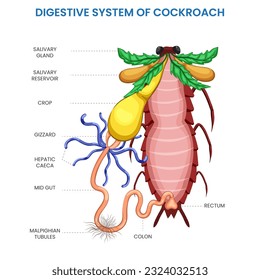 El sistema digestivo de una cucaracha comprende estructuras especializadas como el primer plano, el medio intestino y el trasfondo, lo que permite una digestión eficiente y la absorción de nutrientes para la supervivencia.