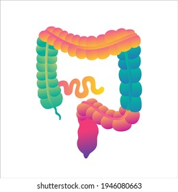 digestive system, colon and small intestine. Medical Education Chart of Biology for Intestine Diagram.