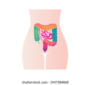 digestive system, colon and small intestine. Medical Education Chart of Biology for Intestine Diagram.