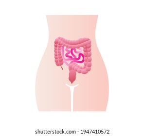 digestive system, colon and small intestine. Medical Education Chart of Biology for Intestine Diagram.