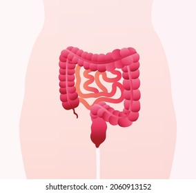 digestive system, colon and small intestine. Medical Education Chart of Biology for Intestine Diagram