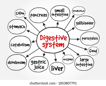 Digestive System consists of the gastrointestinal tract plus the accessory organs of digestion, mind map health concept for presentations and reports