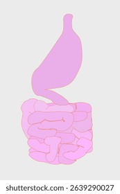 The digestive system consists of the stomach and intestines
