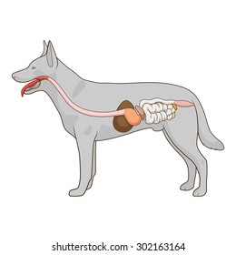 Digestive system of the dog vector illustration