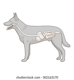 Digestive system of the dog vector illustration