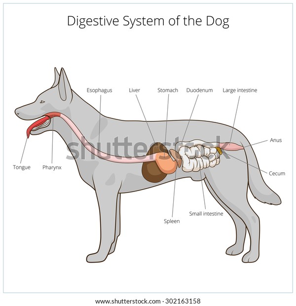 Digestive system of\
the dog vector\
illustration
