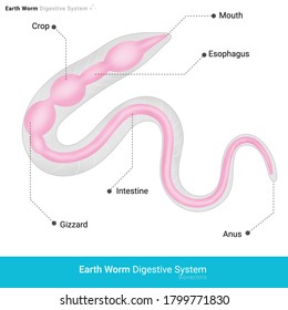 Digestive system of earth worm which is a terrestrial invertebrate vector illustration eps

