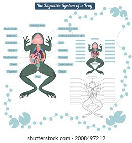 Digestive system of the frog