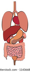 Digestive system, gastrointestinal tract with internal organs. Schematic human anatomy illustration - isolated vector on white background.