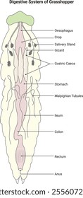 Digestive System of Grasshopper Science Design Vector Illustration Diagram