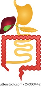 Digestive System Hand Drawn Diagram for Education Purposes