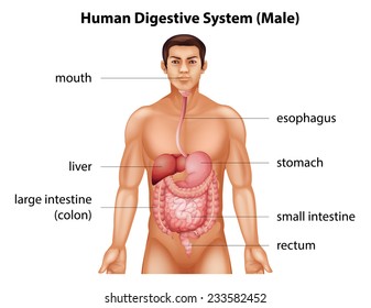 The digestive system of human