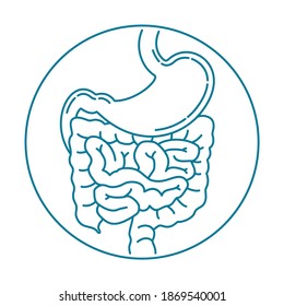 Digestive system human anatomic icon in thin line - stomach and Intestine