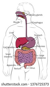 Digestive System Human Anatomy Gut Gastrointestinal Tract Diagram