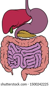 A Digestive System Human Anatomy Gut Gastrointestinal Tract Diagram