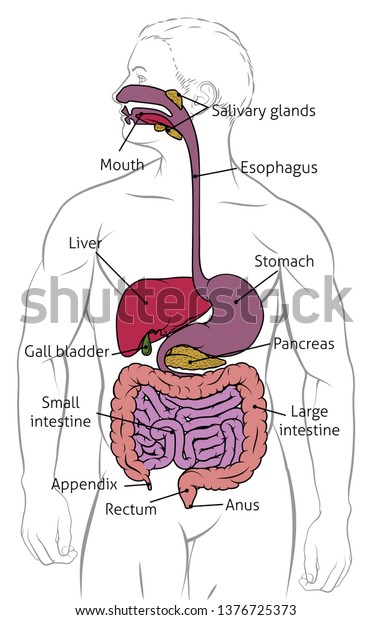 Digestive System Human Anatomy Gut Gastrointestinal Stock Vector ...