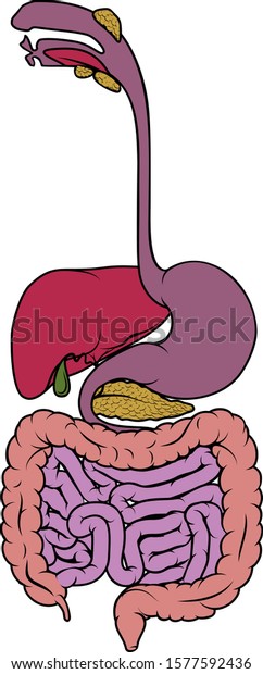 Digestive System Human Anatomy Gut Gastrointestinal Stock Vector ...