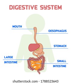 Digestive system. Human anatomy. White background. Vector illustration.
