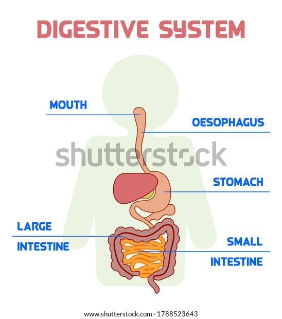 Digestive System Human Anatomy White Background Stock Vector (Royalty ...