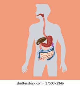 Verdauungssystem, Anatomie des menschlichen Körpers