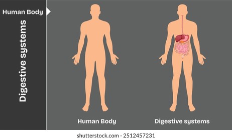 Verdauungssystem, Innere Organe des menschlichen Körpers zirkulatorische Nerven- und Skelettsysteme Anatomie und Physiologie flache pädagogische Vektorgrafik