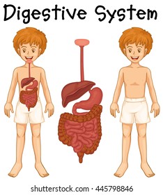 Digestive System Human Boy Illustration Stock Vector (Royalty Free ...