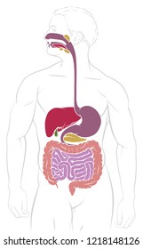 Digestive system human gut gastrointestinal tract anatomy diagram