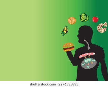 Digestive system in human and how human body use the energy from food through the metabolism. 