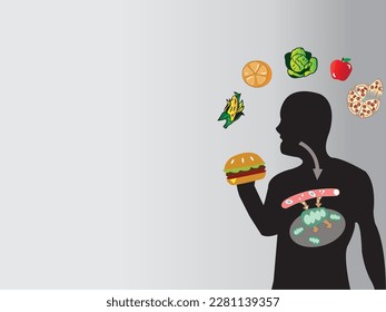 Digestive system in human and how human body use the energy from food through the metabolism. 