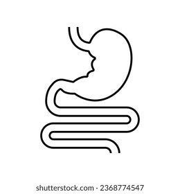 Digestive system, Human stomach and gastrointestinal system Infographic. Vital organ. Stomach, gastric and Colon tract as internal organ. Vector illustration design.