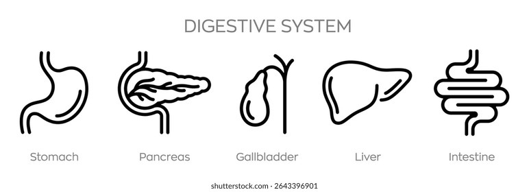 Ícones do sistema digestivo definidos. Trato gastrointestinal. Estômago. Pâncreas. Vesícula biliar. Fígado. Intestino. Infográfico de anatomia do sistema digestivo humano. Ilustração vetorial.