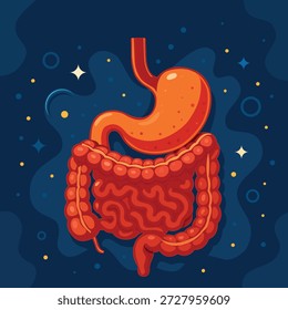 Digestive System | internal Organ Illustration