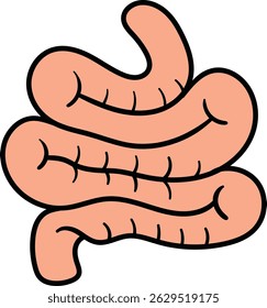 Digestive system intestinal structure illustration
