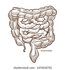 Digestive system intestines isolated sketch internal organs vector gastrointestinal structure anatomy rectum and jejunum colon digestion medicine and healthcare stomach area monochrome drawing