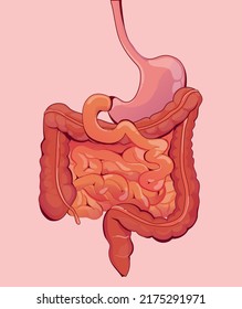 digestive system isolated on flat background